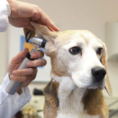 HEINE G100 LED Slit Illumination Head with Swivel Lens for Veterinary Examination of the Ear Canal & Tympanum. MPN: G-008.21.301 - Image 3
